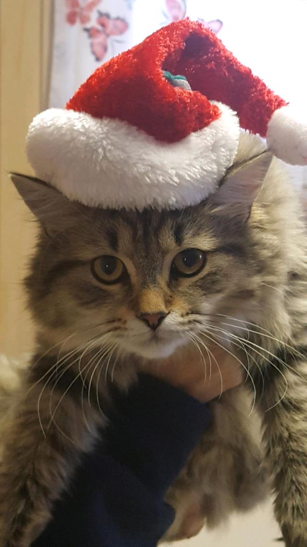 /images/uploads/griffin pond animal shelter/loveyourpet2018/entries/6607thumb.jpg